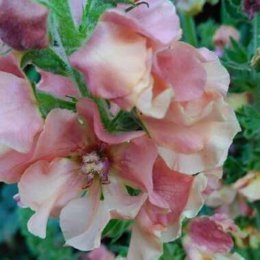 Verbascum 'Pink Petticoats'
