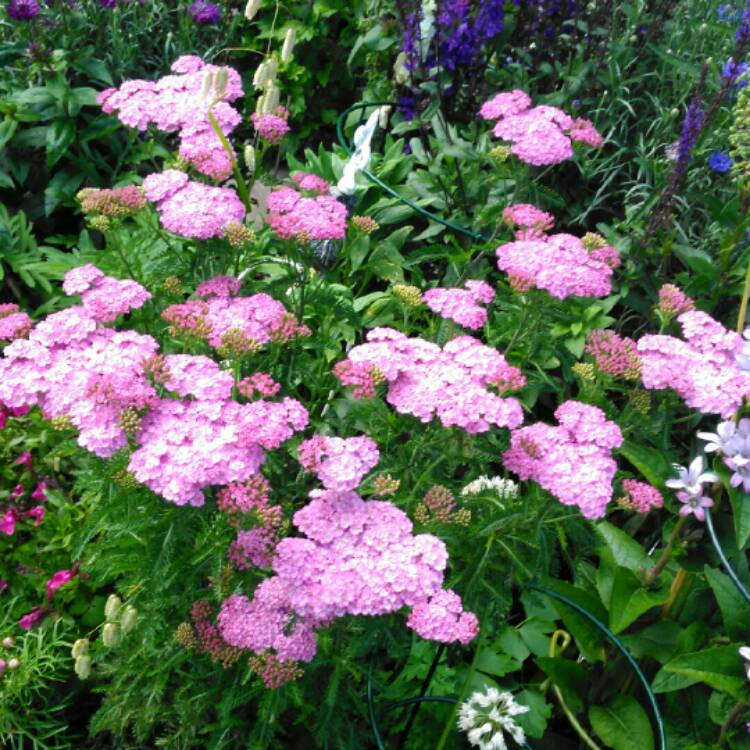 plant image 1095519 plant image 1095519