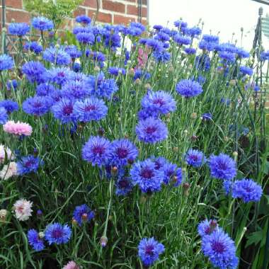 Centaurea cyanus 'Blue Boy'