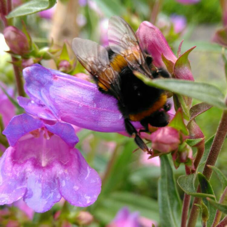 plant image 1096699