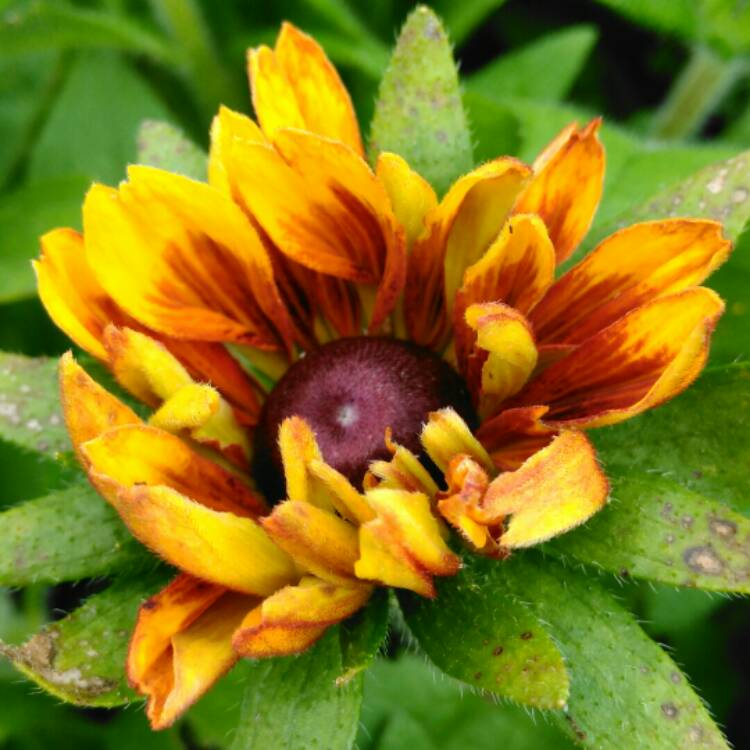 Plant image Rudbeckia hirta 'Rustic Dwarf Mix'