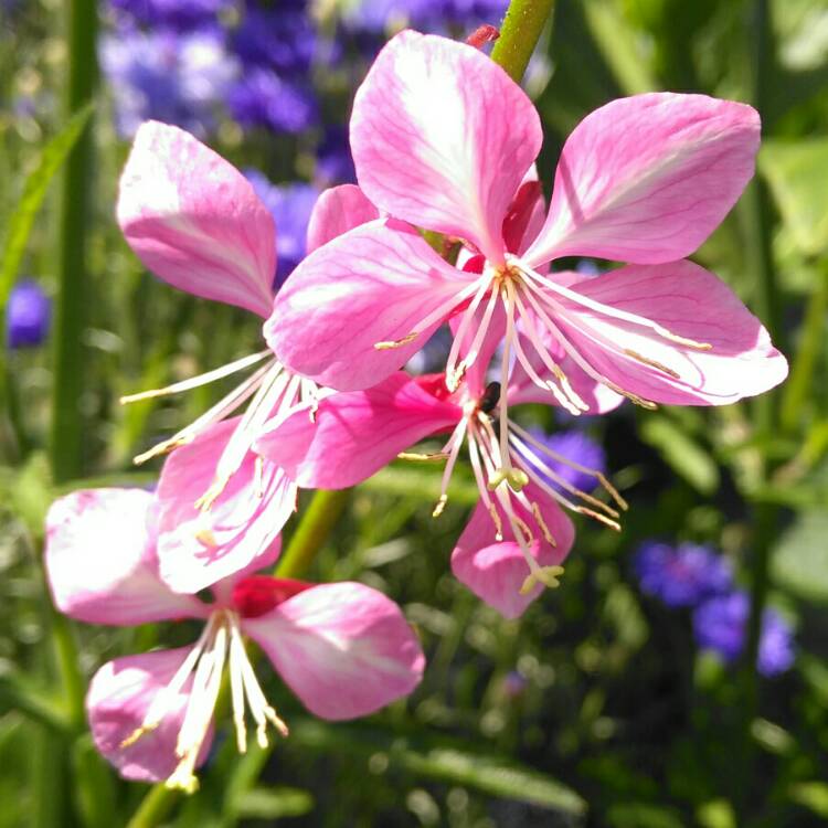 plant image 1097857 plant image 1097857