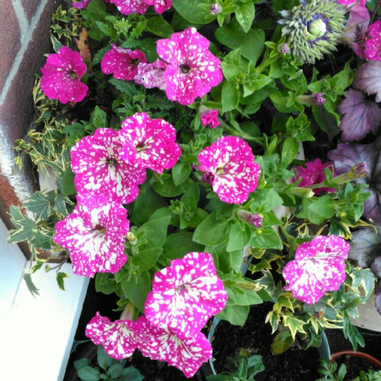plant image 1098196 plant image 1098196