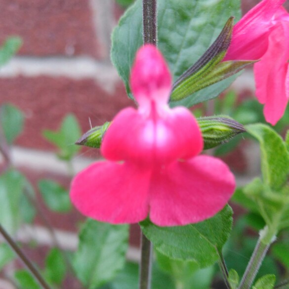 plant image 109868 plant image 109868