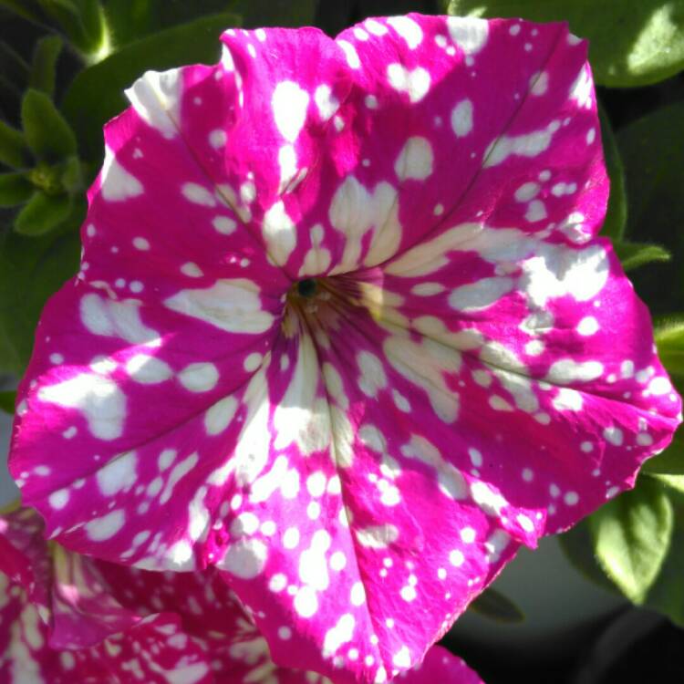 plant image 1098796 plant image 1098796