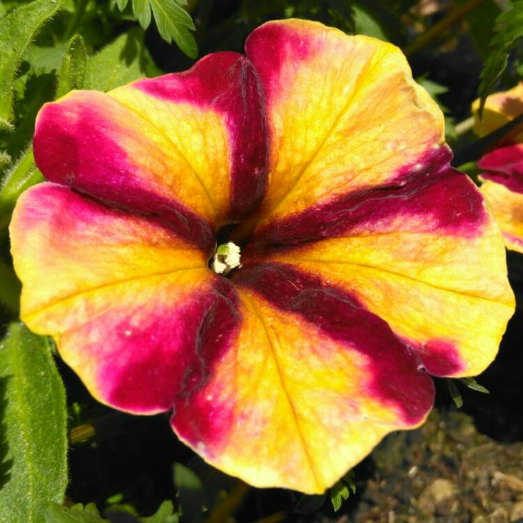 plant image 1098893