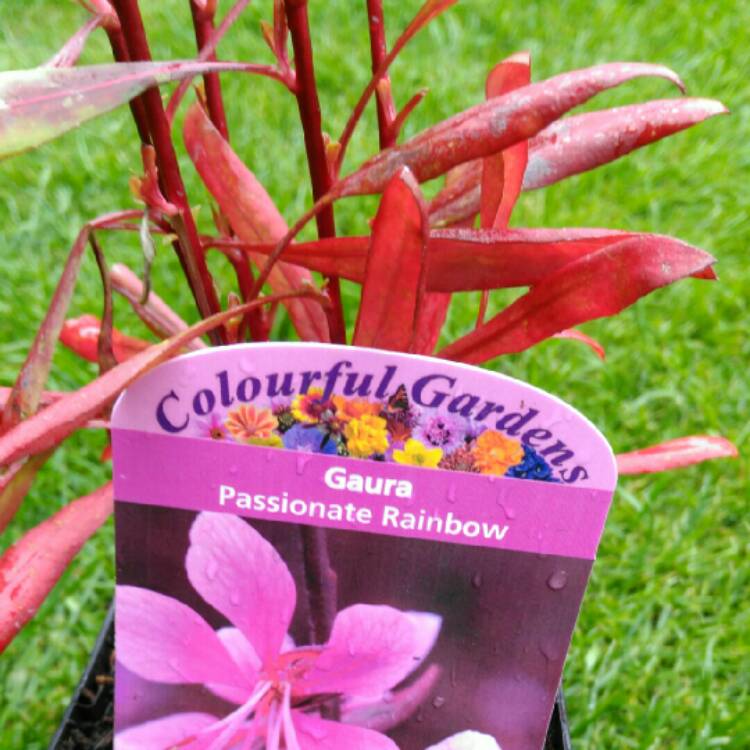 Plant image Oenothera lindheimeri 'Passionate Rainbow' syn. Gaura lindheimeri 'Passionate Rainbow'
