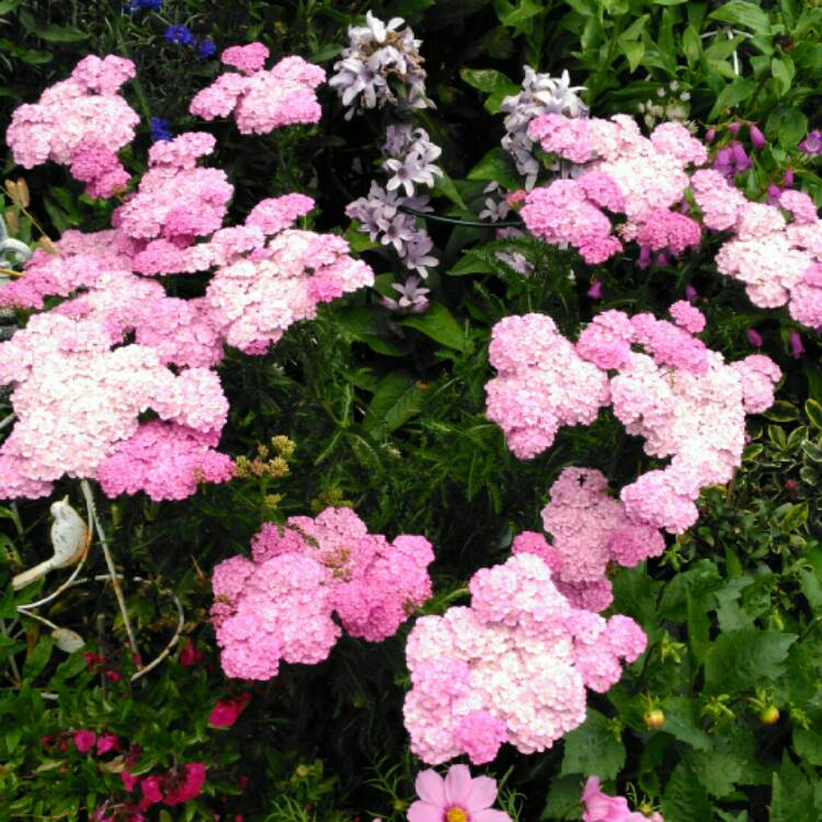 plant image 1104190 plant image 1104190
