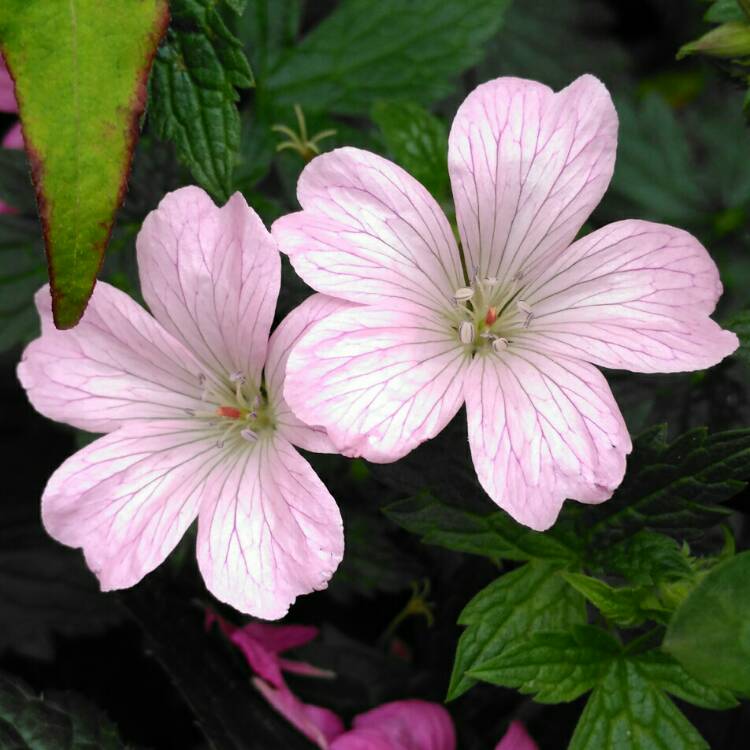 plant image 1105438 plant image 1105438