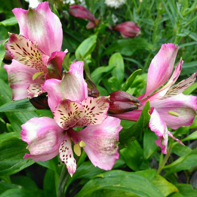 plant image 1105443 plant image 1105443