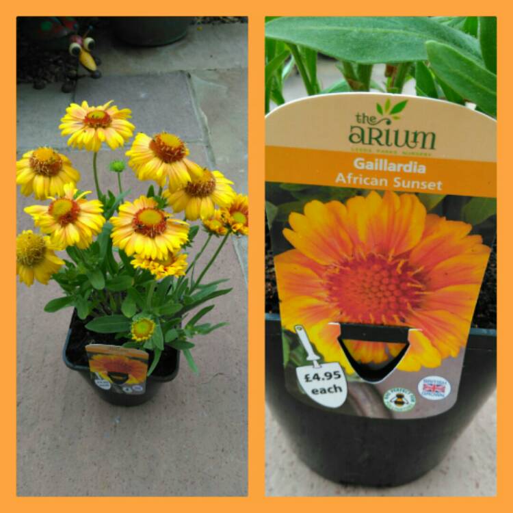 plant image 1108113