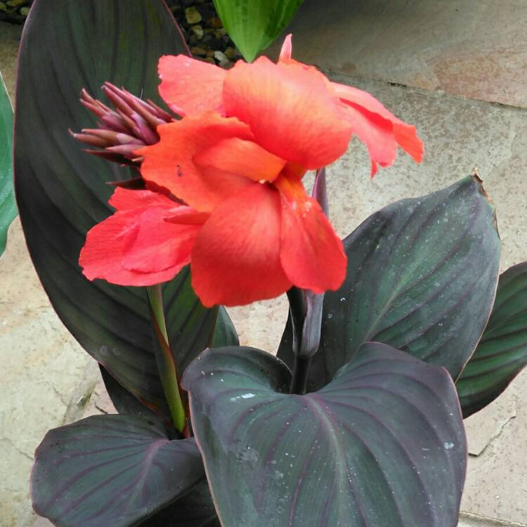 plant image 1108150 plant image 1108150