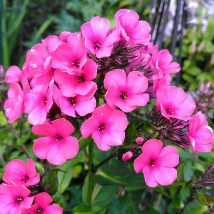 plant image 1111465 plant image 1111465