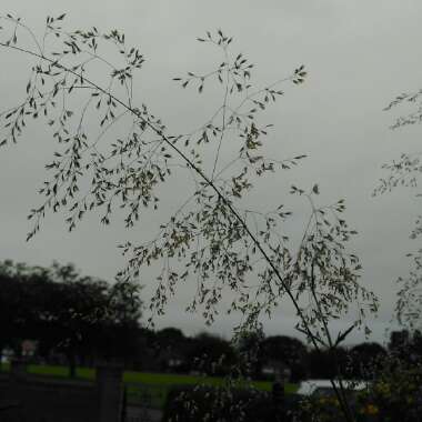 Deschampsia Goldtau