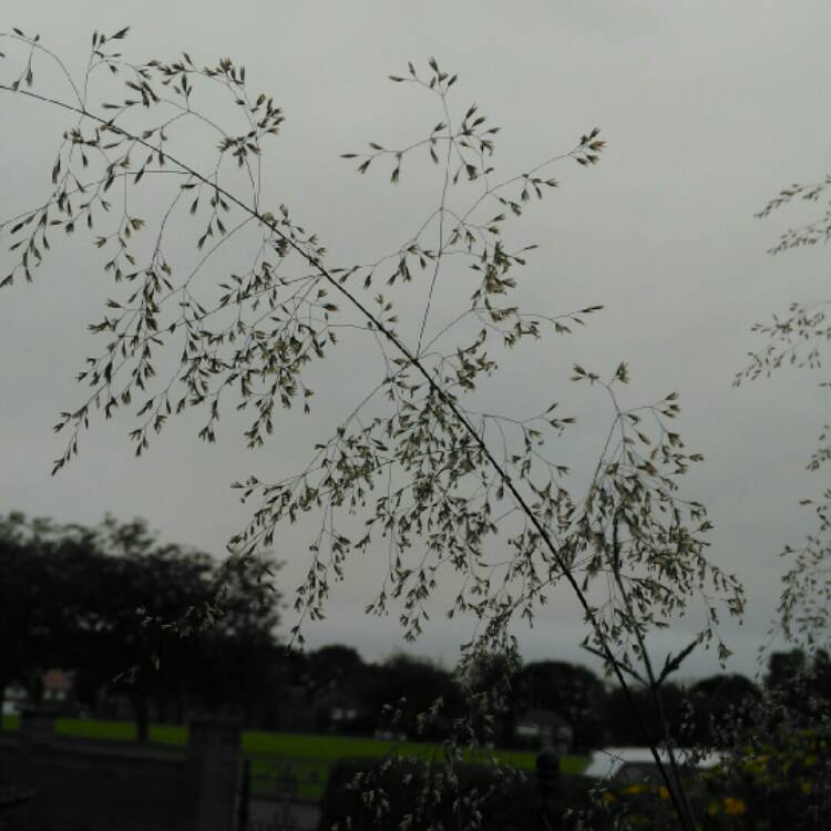 plant image 1111986