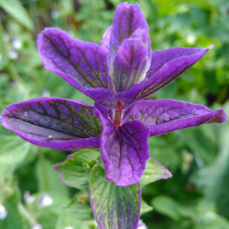 plant image 1112668
