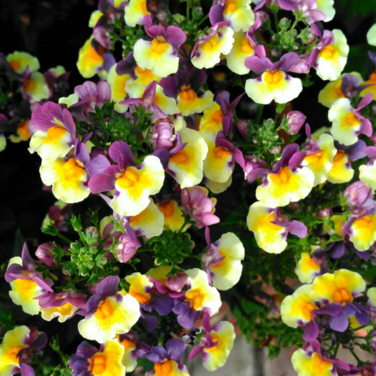 plant image 1112715 plant image 1112715