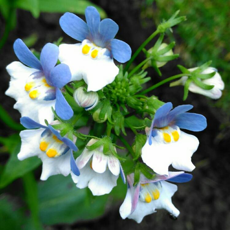 plant image 1112776 plant image 1112776