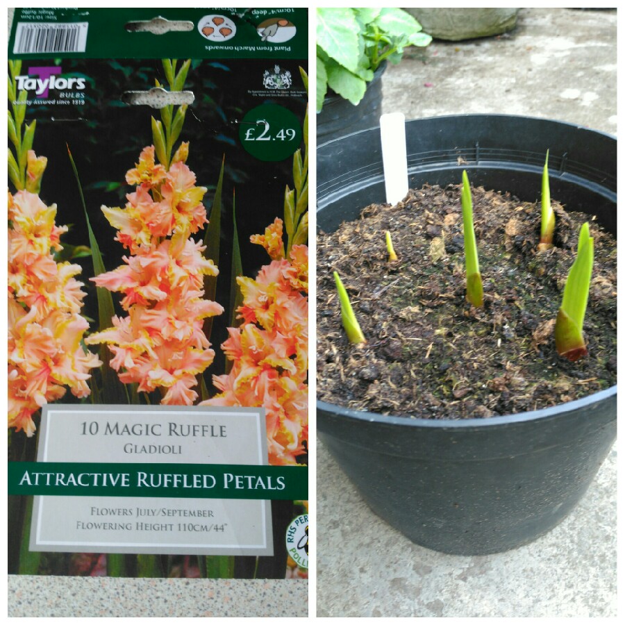 plant image 111309