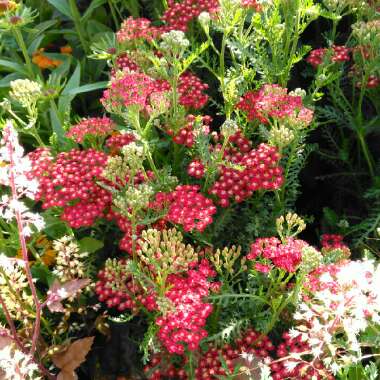 Achillea millefolium 'New Vintage Red' syn. 'Balvinred'