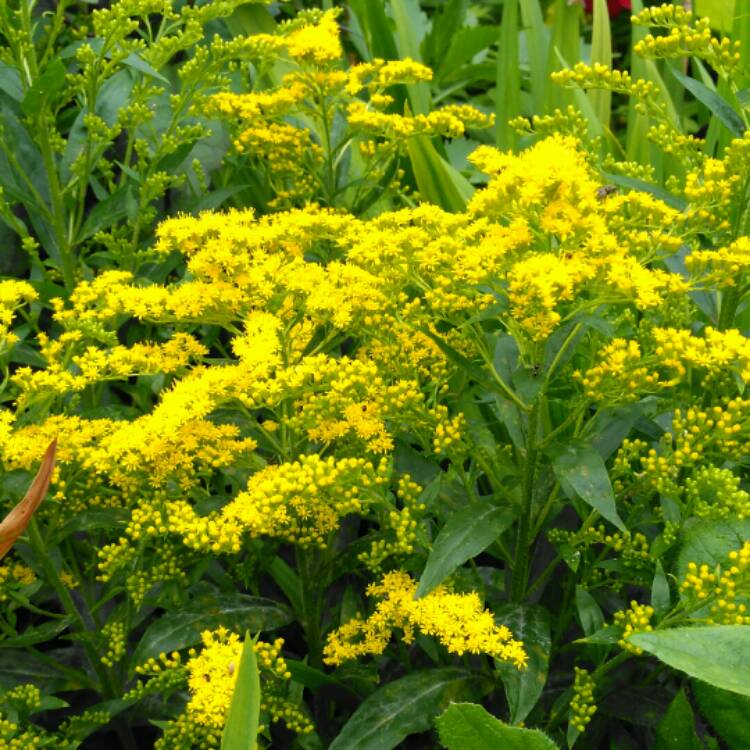 Solidago 'Goldenmosa', Goldenrod 'Goldenmosa' - uploaded by @Keely