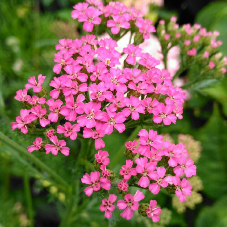 plant image 1116074 plant image 1116074