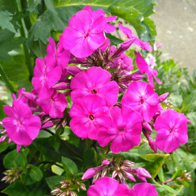 plant image 1117195 plant image 1117195