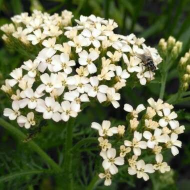 Achillea millefolium 'Summer Berries' mix