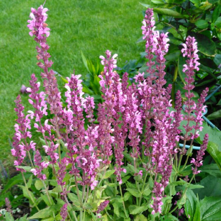 Plant image Salvia nemorosa 'Sensation Rose' (Sensation Series)