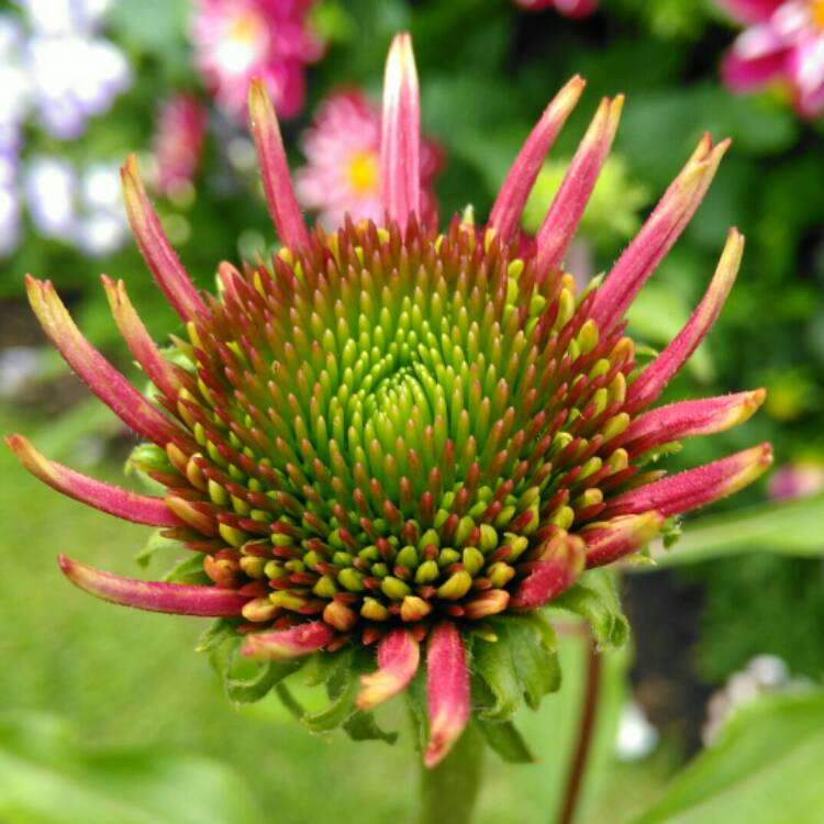 plant image 1121252 plant image 1121252