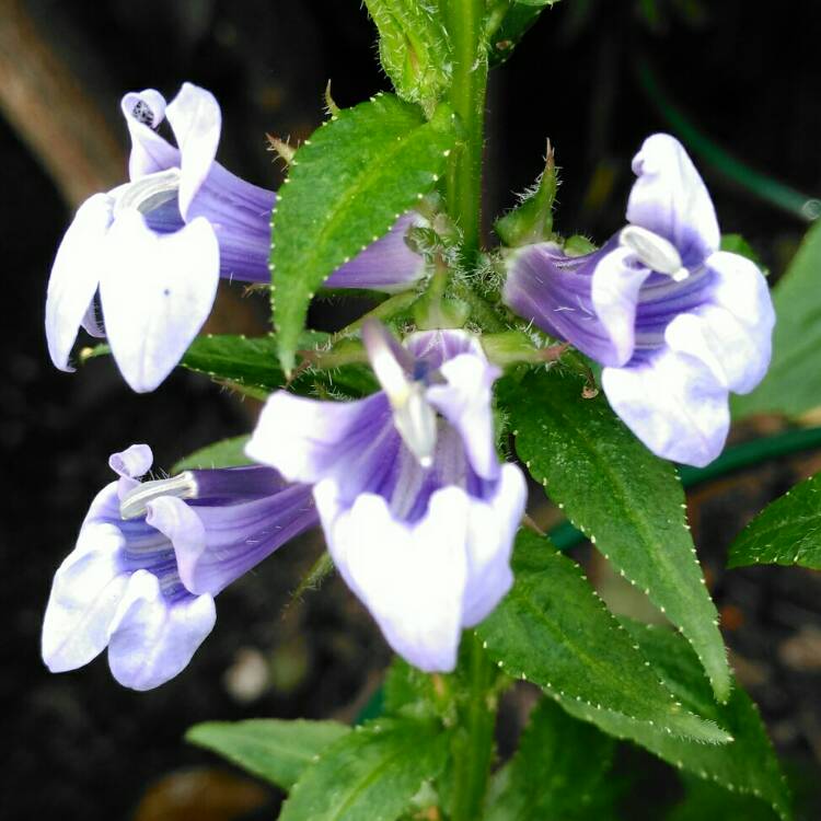 plant image 1121314 plant image 1121314