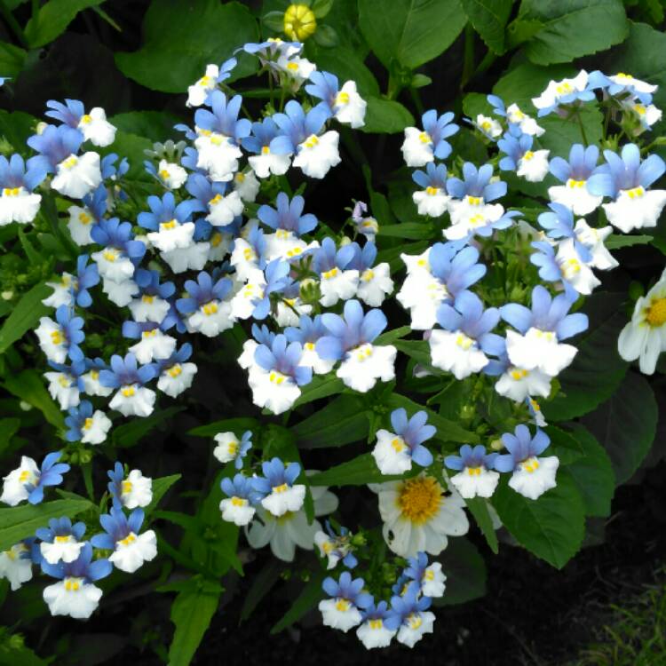 plant image 1122196 plant image 1122196