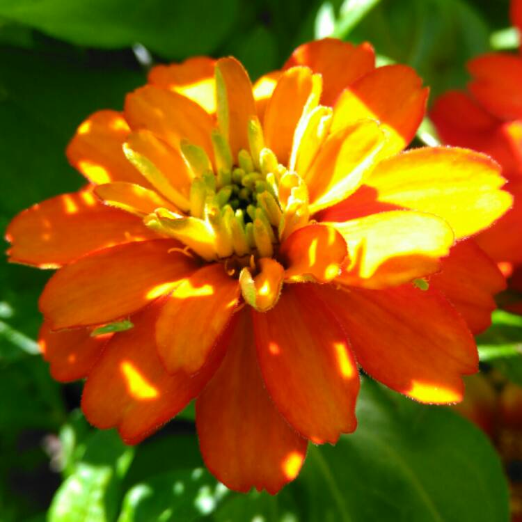 plant image 1122899