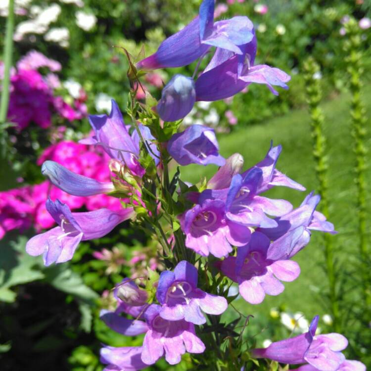 plant image 1123343