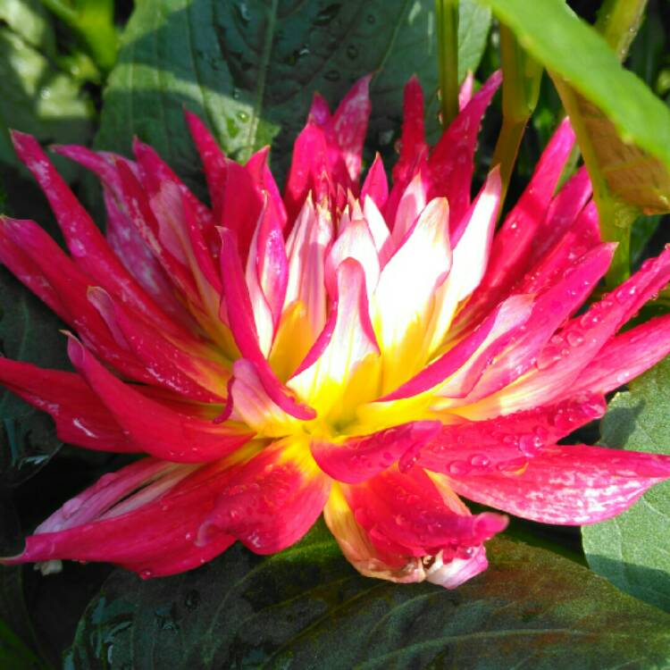 plant image 1124367 plant image 1124367