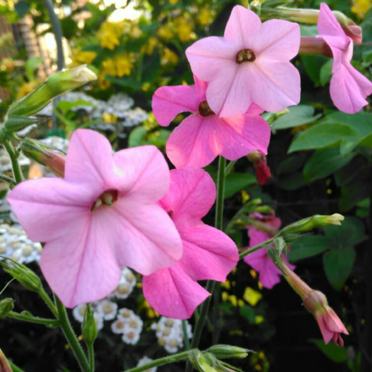 Plant image Nicotiana