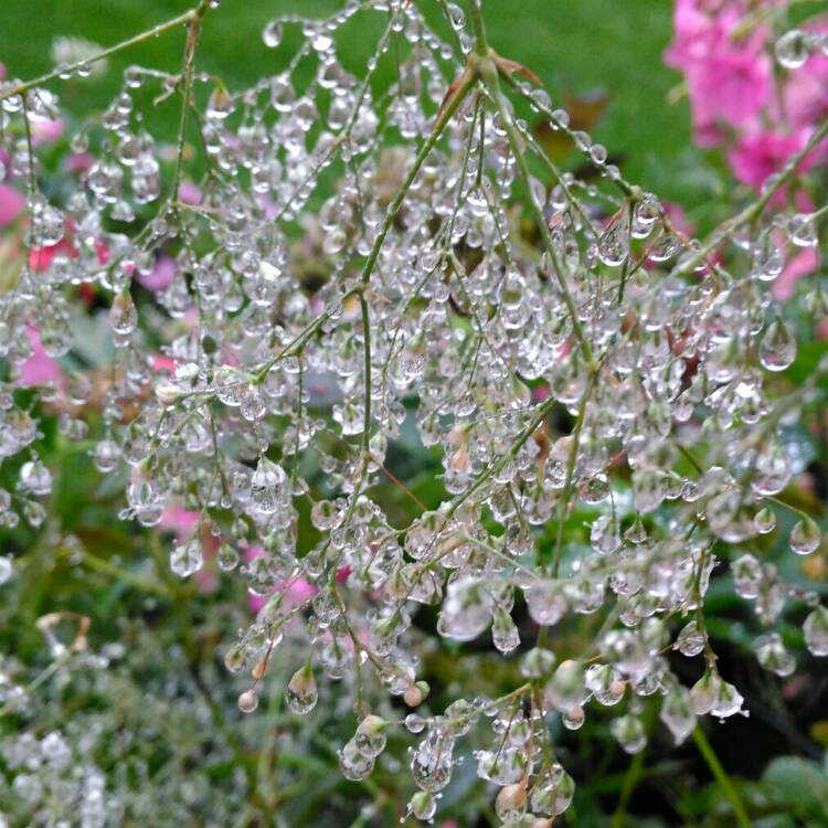 plant image 1128681