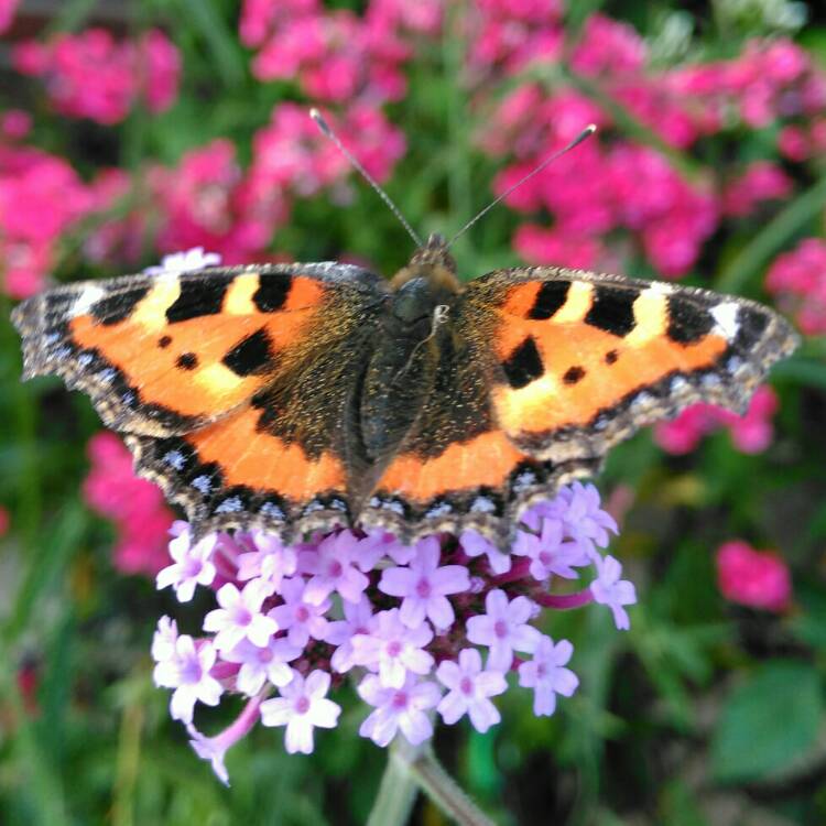 plant image 1131006