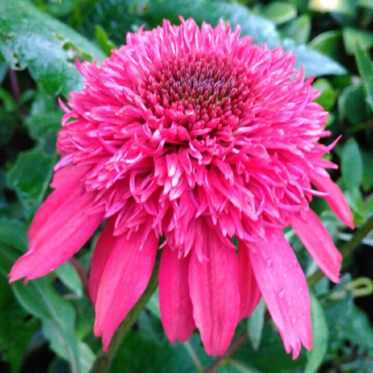 plant image 1132412 plant image 1132412