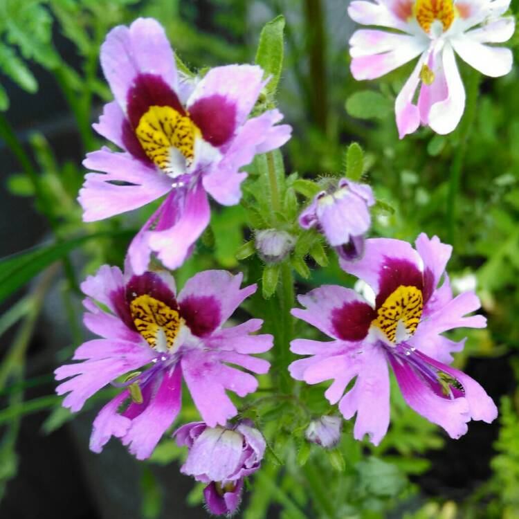 plant image 1135766 plant image 1135766
