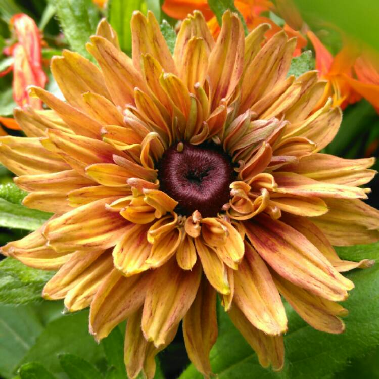 plant image 1135775