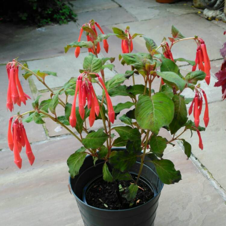 Plant image Fuchsia triphylla 'Thalia'