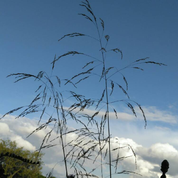plant image 1136622