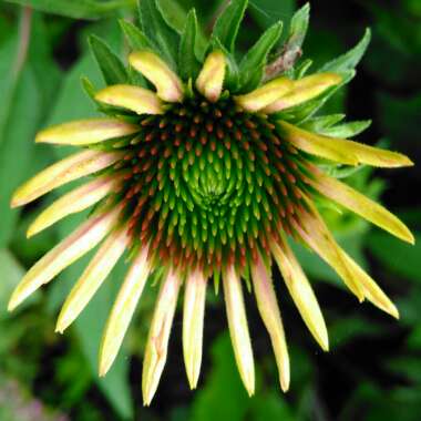 Echinacea purpurea 'Pas702917' (PowWow Series) syn. Echinacea 'PowWow Wild Berry'