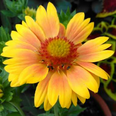 Gaillardia African Sunset