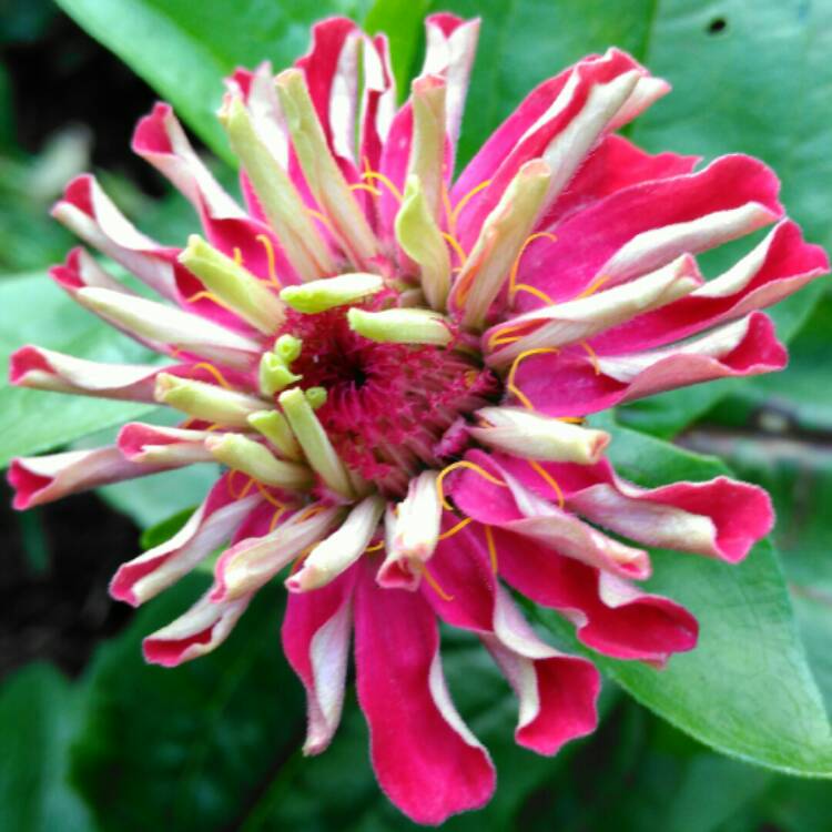 plant image 1137337 plant image 1137337