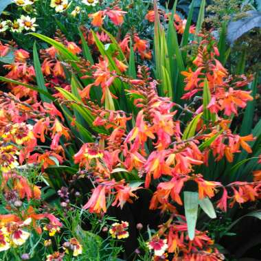 Crocosmia x crocosmiiflora 'Twilight Fairy Gold'