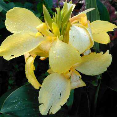 Canna 'Cannova Yellow' (Cannova Series)