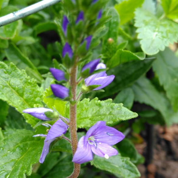 plant image 114673 plant image 114673