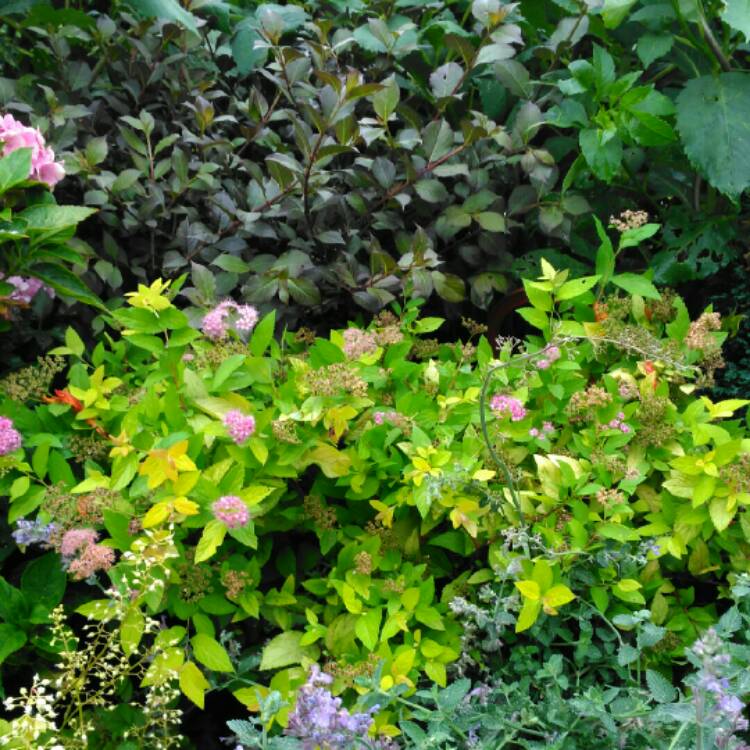plant image 1149127 plant image 1149127
